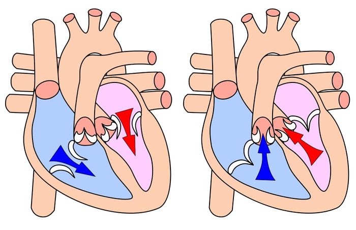 Contraction of the heart crossword