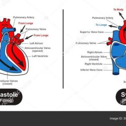 Diastole systole anatomia sangue pressão cardiaco fisiologia esquerdo gasosas trocas venoso cavidades cardiac