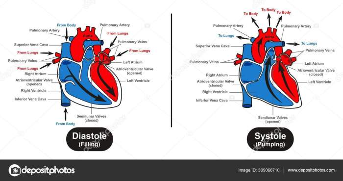 Diastole systole anatomia sangue pressão cardiaco fisiologia esquerdo gasosas trocas venoso cavidades cardiac