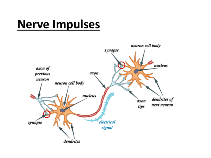 Nervous system central motor sensory types parts cns tissue outside part receptors socratic neuron effectors carried impulse responsive impulses body