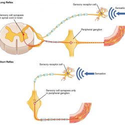 Somatic reflex visceral reflexes between difference autonomic spinal nerves anatomy afferent efferent nervous system myelinated comparison unmyelinated figure same neuron