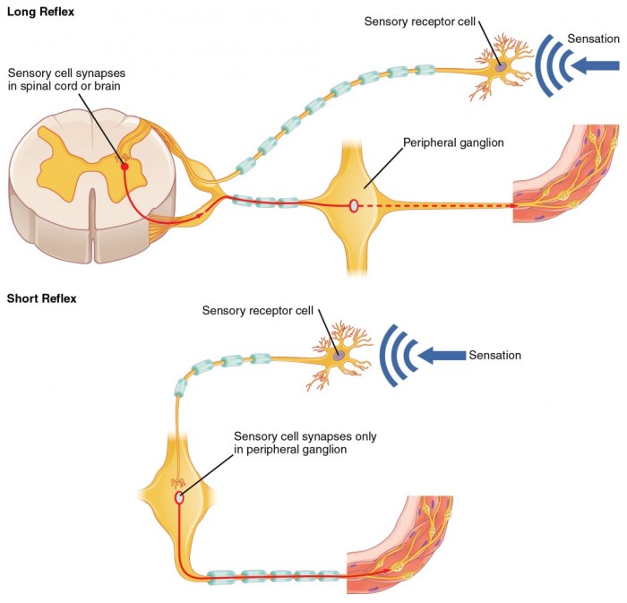 Somatic reflex visceral reflexes between difference autonomic spinal nerves anatomy afferent efferent nervous system myelinated comparison unmyelinated figure same neuron