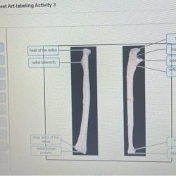 Exercise 12 review sheet art-labeling activity 2