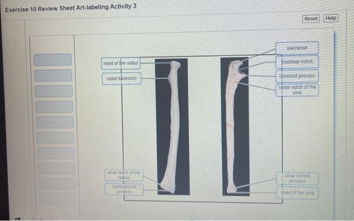 Exercise 12 review sheet art-labeling activity 2