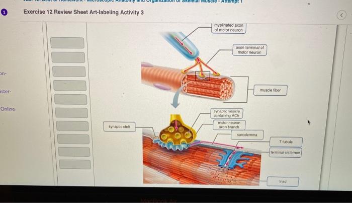 Exercise 12 review sheet art-labeling activity 2