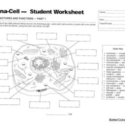 Plant cell organelles and structures worksheet answers