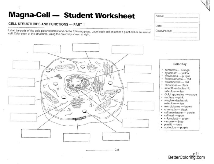 Plant cell organelles and structures worksheet answers