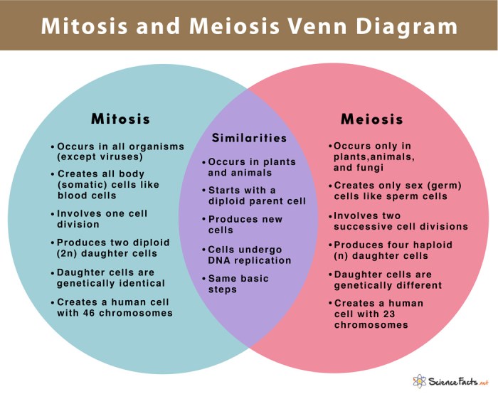 Amoeba sisters video recap mitosis vs meiosis comparison answer key