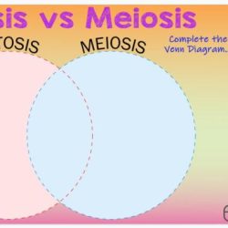 Amoeba sisters video recap mitosis vs meiosis comparison answer key