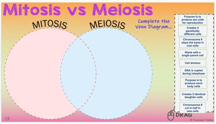 Amoeba sisters video recap mitosis vs meiosis comparison answer key