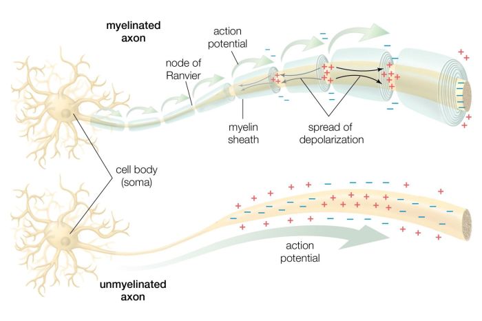 Select the true statement regarding first-order neurons.